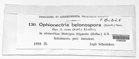 Ophionectria belonospora image